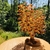 pierres-du-monde-vosges-arbre-de-vie-ambre-naturelle-153