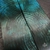 Cupressus bdb (2)