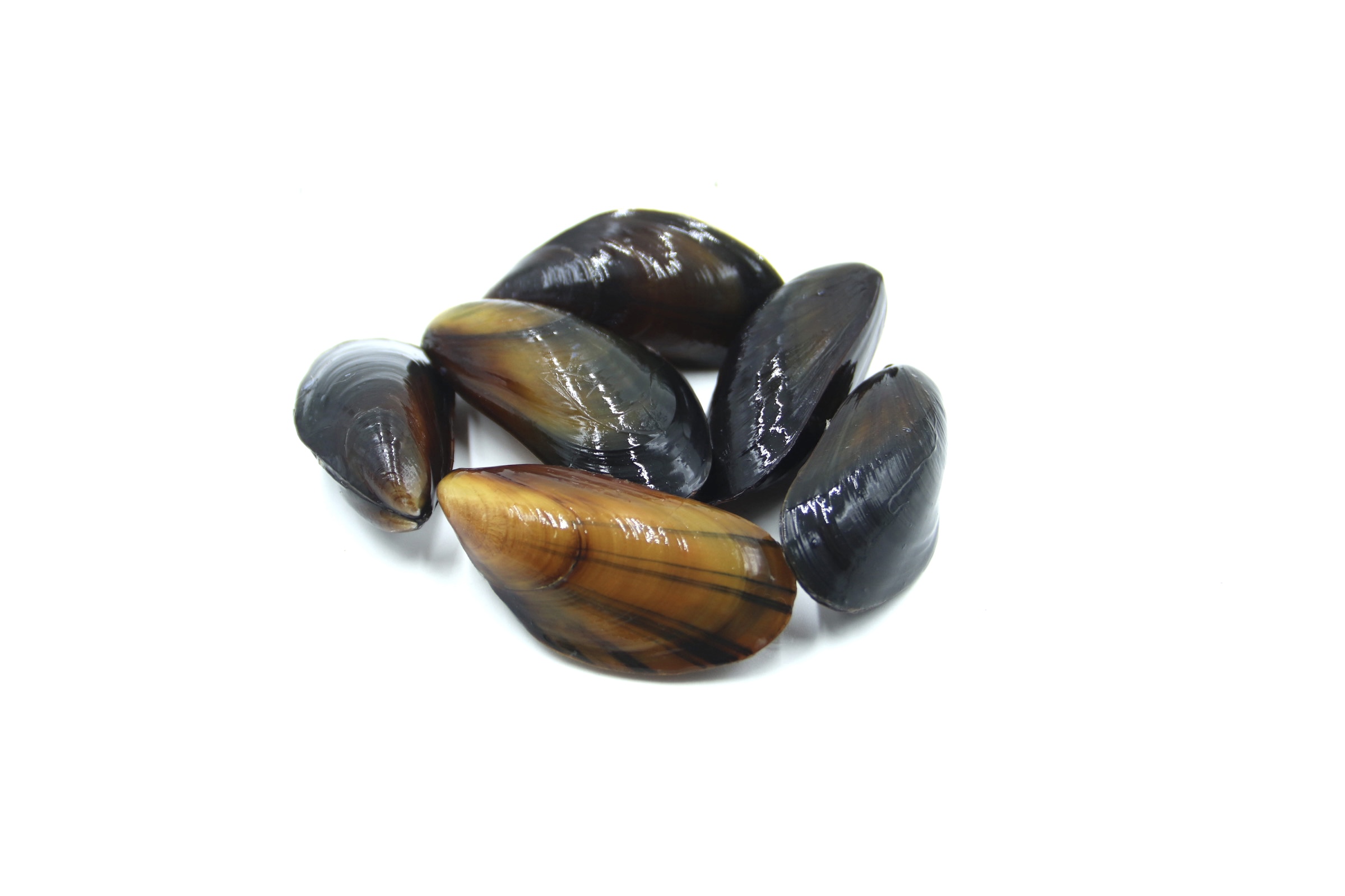 MOULES DE PAYS-BAS