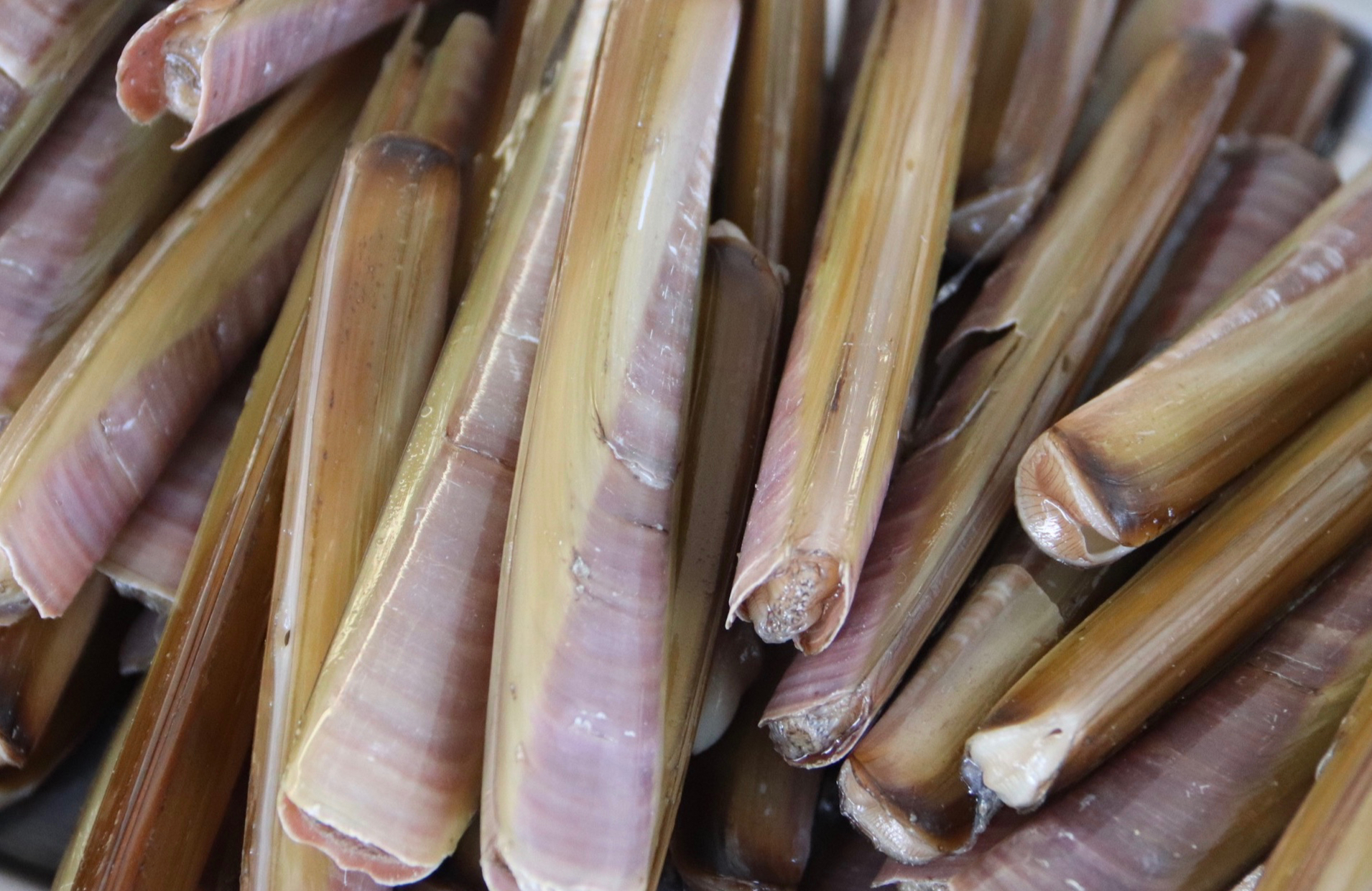 COUTEAUX VIVANTS - FRUITS DE MER ET CRUSTACÉS - LA PAYSANNE DES MERS