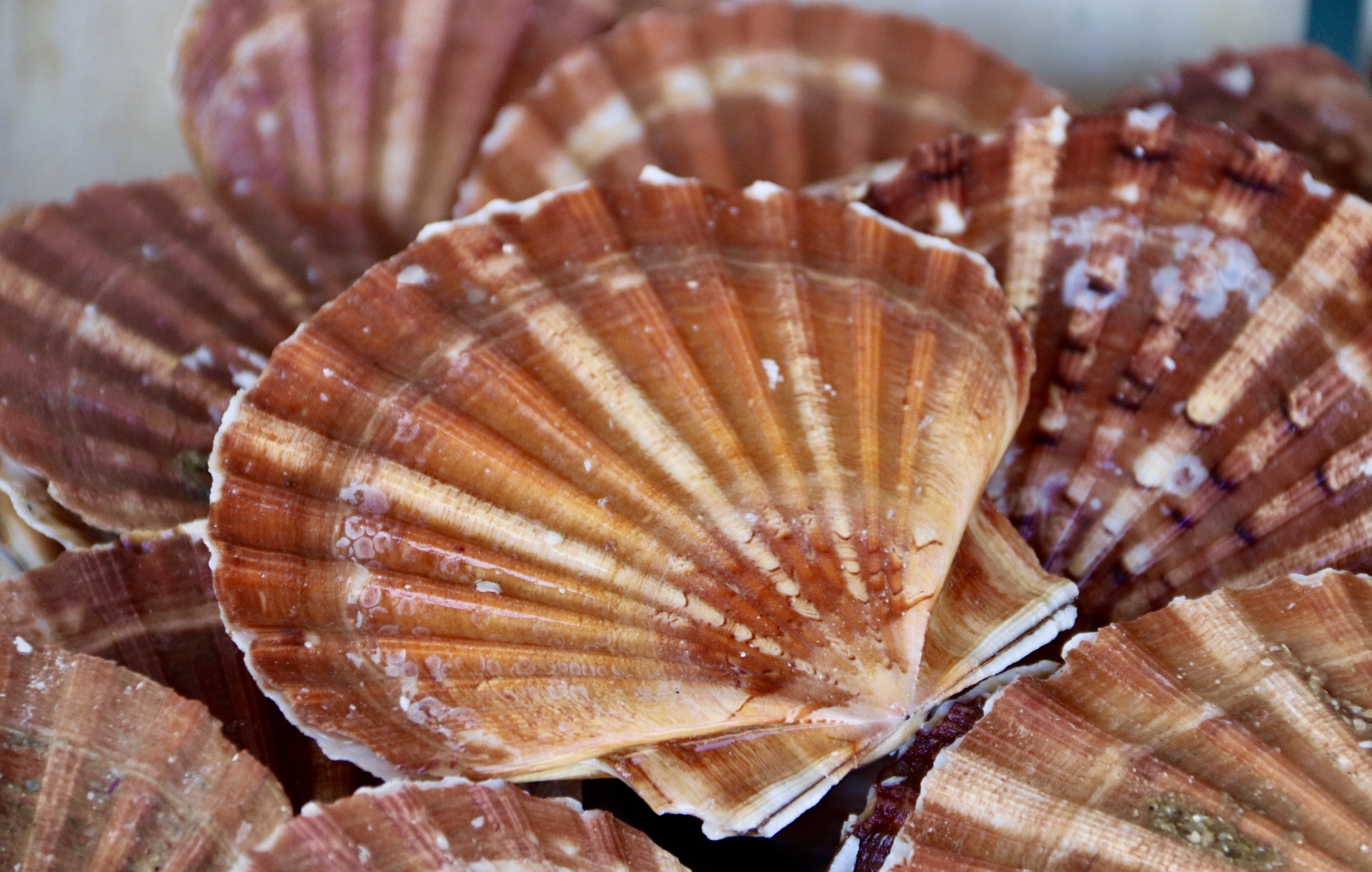 COQUILLES SAINT-JACQUES