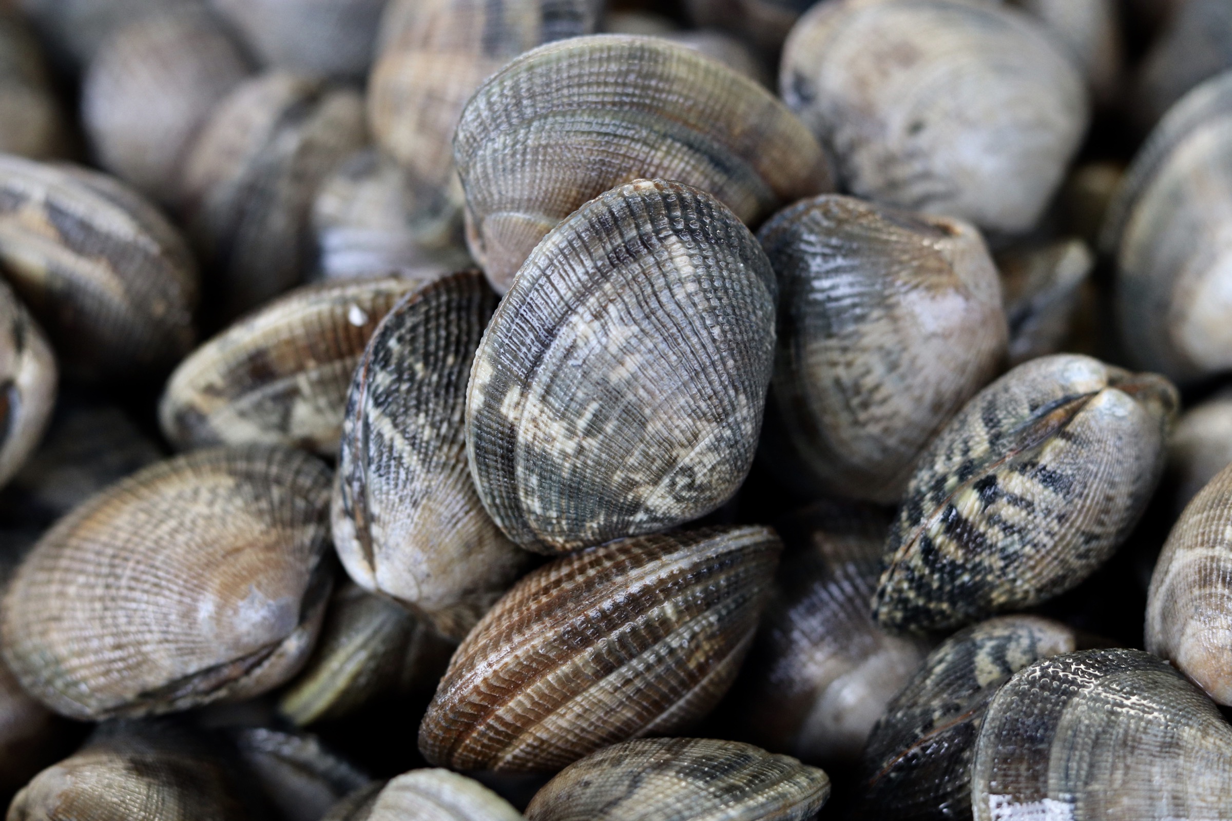 Fruit De Mer Qui Ressemble A Un Zizi PALOURDES VIVANTES - FRUITS DE MER ET CRUSTACÉS - LA PAYSANNE DES MERS