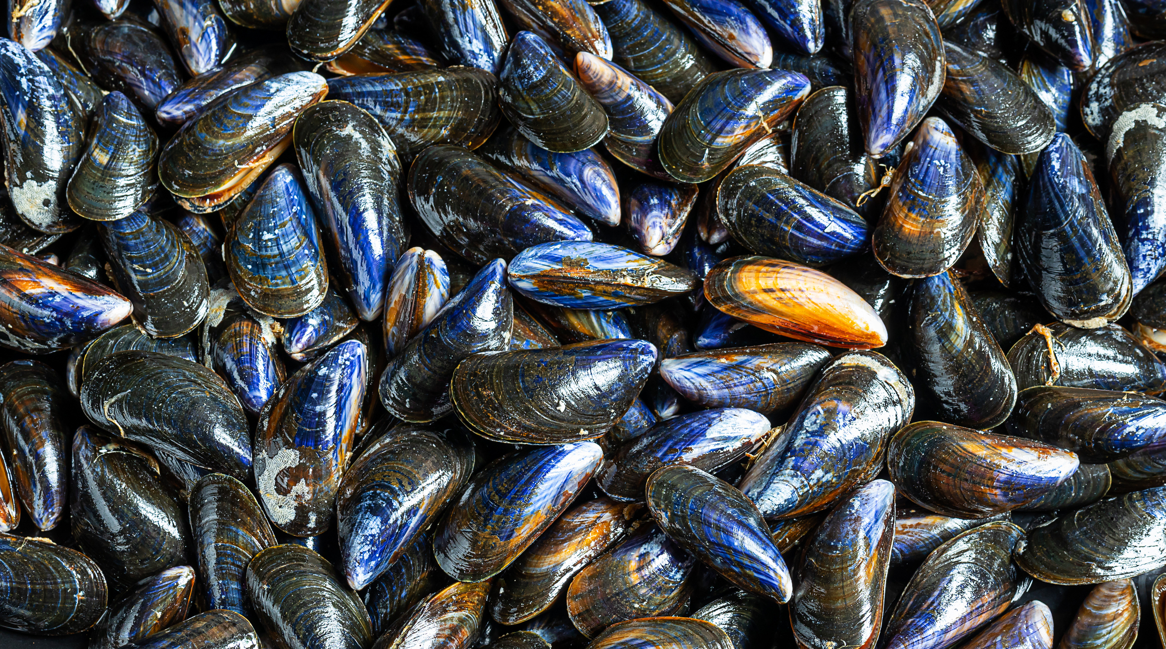 Moules de Bouzigues (poissons et fruits de mer)