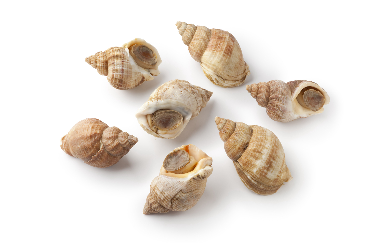 BULOTS VIVANTS - FRUITS DE MER & CRUSTACÉS - LA PAYSANNE DES MERS