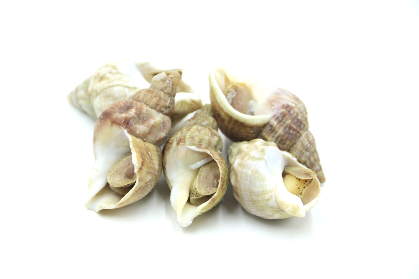 BULOTS CUITS NATURE - FRUITS DE MER & CRUSTACÉS - LA PAYSANNE DES MERS