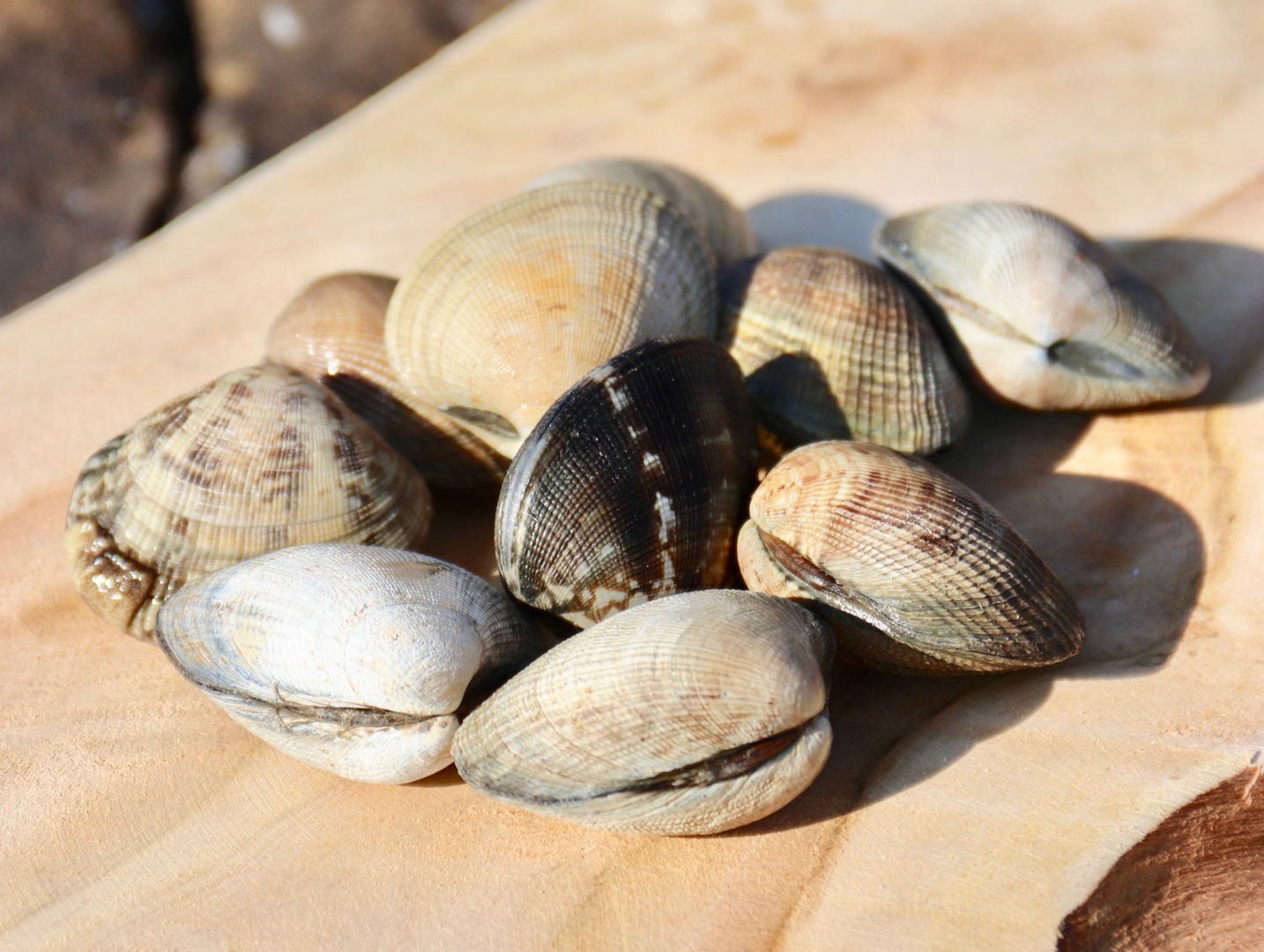 PALOURDES VIVANTES - FRUITS DE MER ET CRUSTACÉS - LA PAYSANNE DES MERS