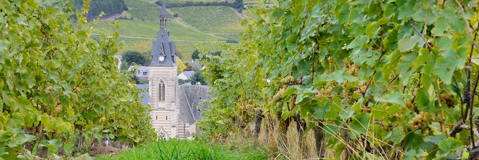 vigne vin eglise domaine cady bandeau