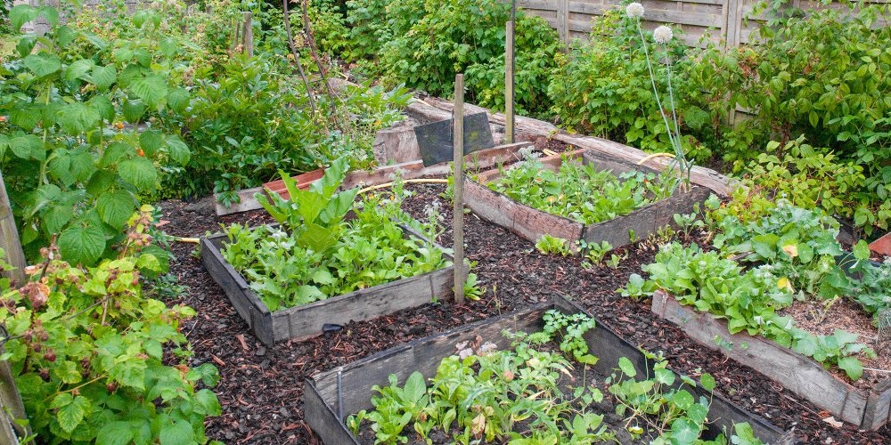 jardin potager