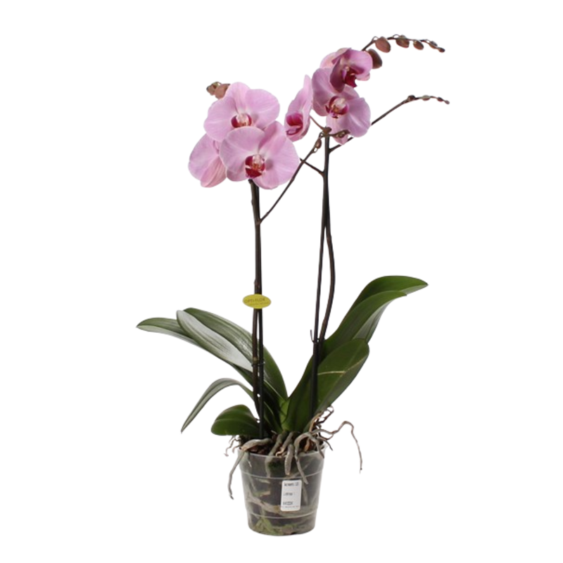 phalaenopsis 2