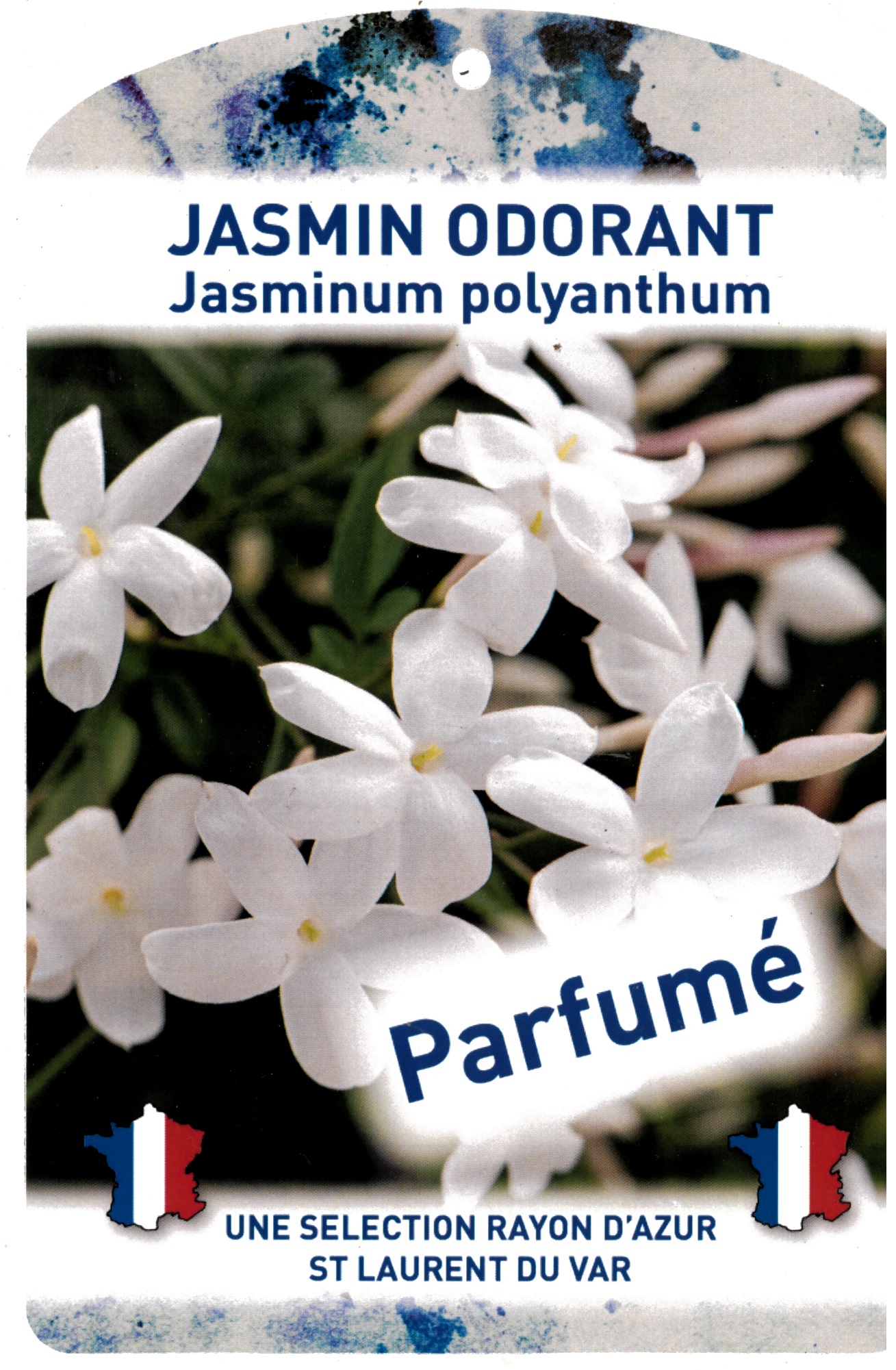 jasmin odorant jasminum polyanthum