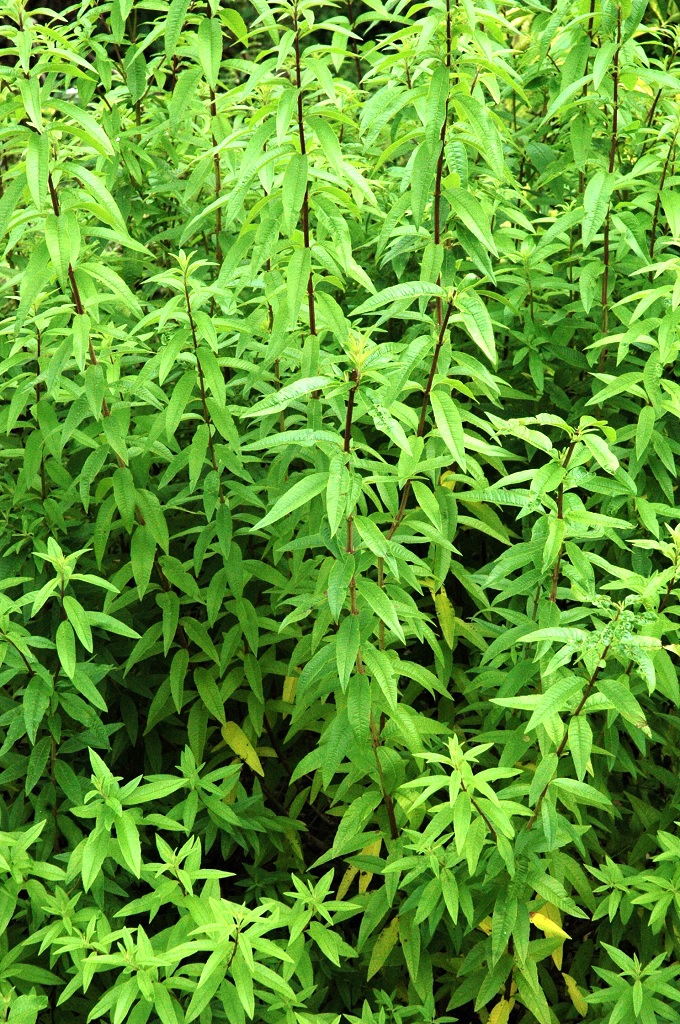 Verveine citronnelle en pot de Ø 14cm Verveine citronnelle en pot de Ø 14cm