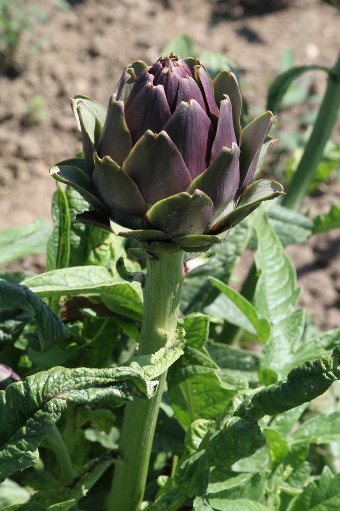 ARTICHAUT VIOLET DE PROVENCE - PLANT