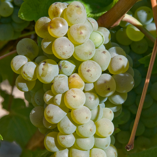 vigne-vinifera-chasselas-dore