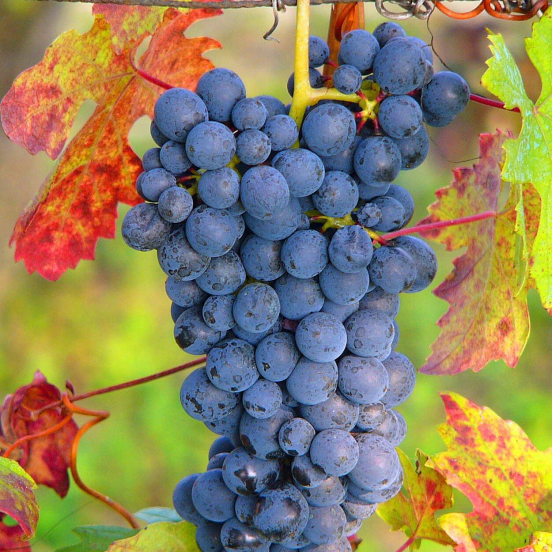 vigne-vinifera-ampelia-aladin