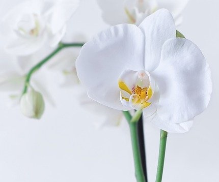 phalaenopsis blanche
