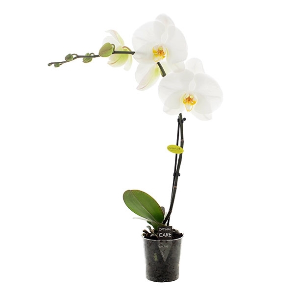 phalaenopsis blanche 2