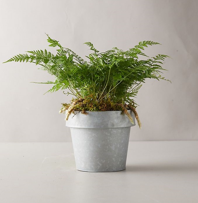 Fougère Patte de Lapin La Jardinerie de Pessicart