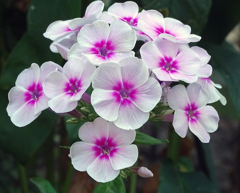 Phlox