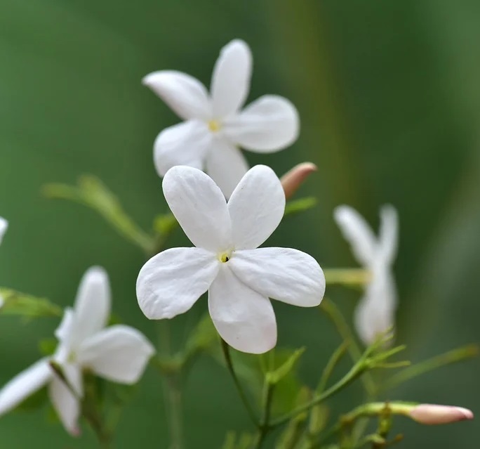 jasmin polyantum