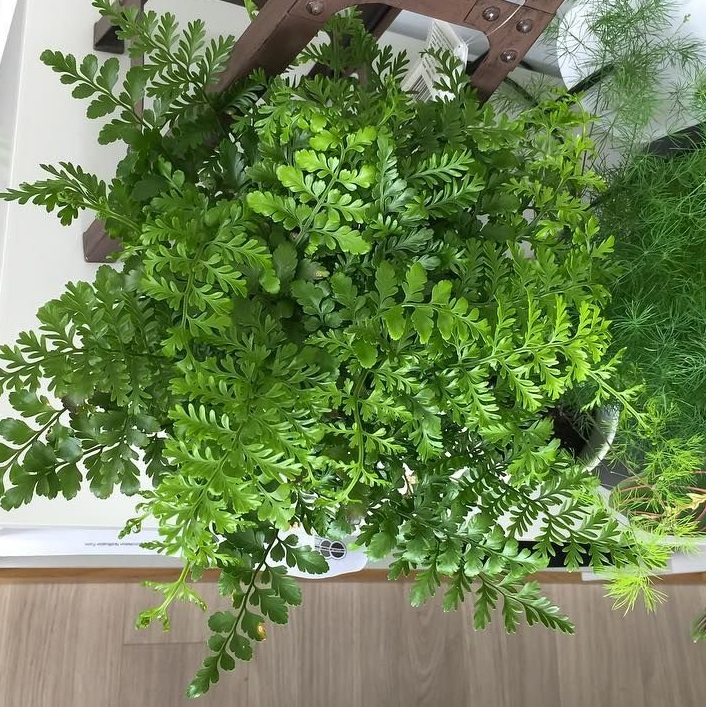 asplenium parvati fougere la jardinerie de pessicart 2