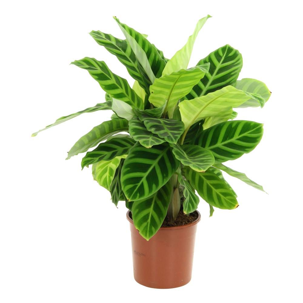 calathea zebrina la jardinerie de pessicart