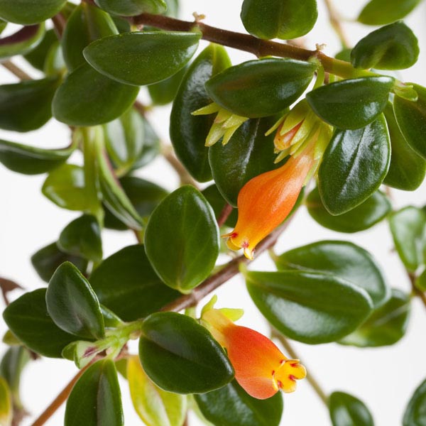 nematanthus la jardinerie de pessicart