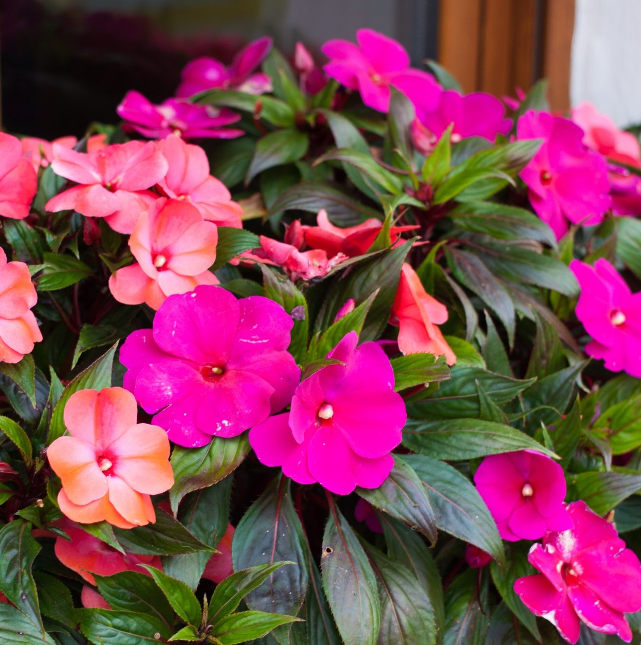 impatiens de nouvelle guinee la jardinerie de pessicart