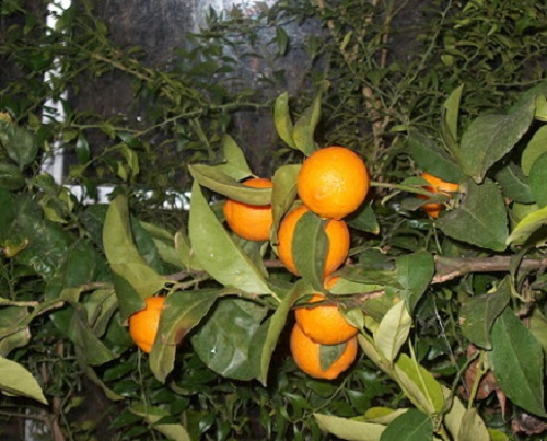 citrus volkameriana citron rouge volkamer la jardinerie de pessicart 3
