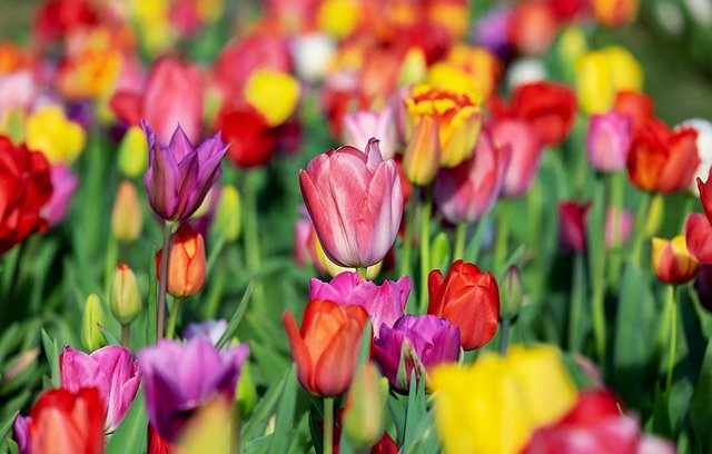 La jardinerie de Pessicart Bulbes les doigts verts tulipes
