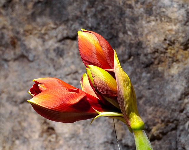 la jardinerie de pessicart amaryllis 3