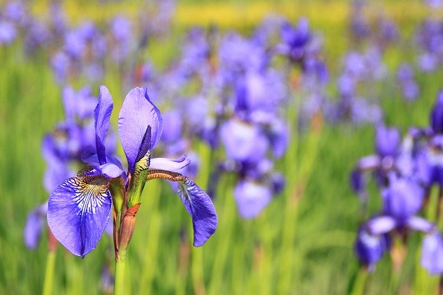 la jardinerie de pessicart iris