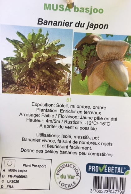 Bananier la jardinerie de pessicart Nice (3)
