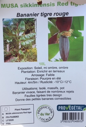 Bananier la jardinerie de pessicart Nice (1)