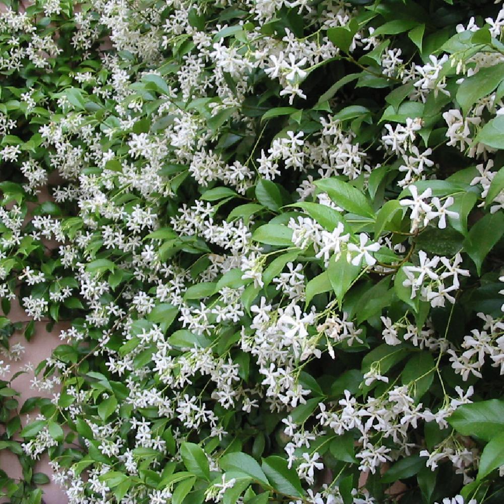 jasmin trachelospermum Nice