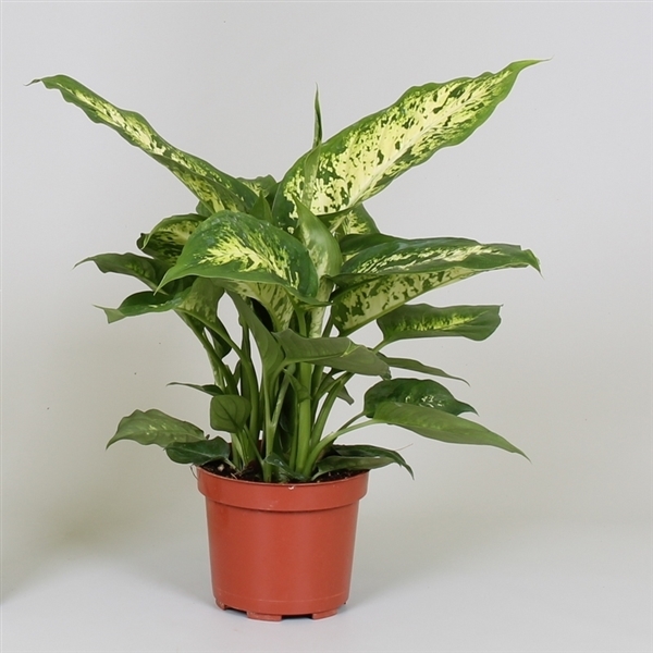 Dieffenbachia - Canne du muet