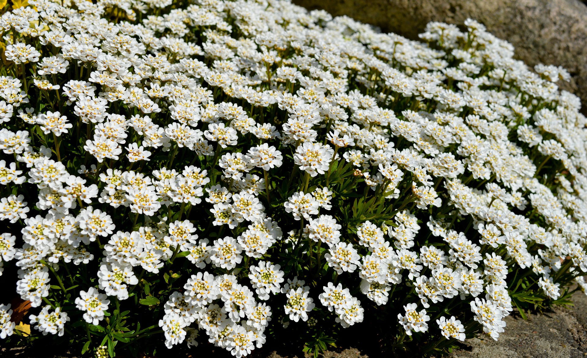 candytuft-5050155_1920