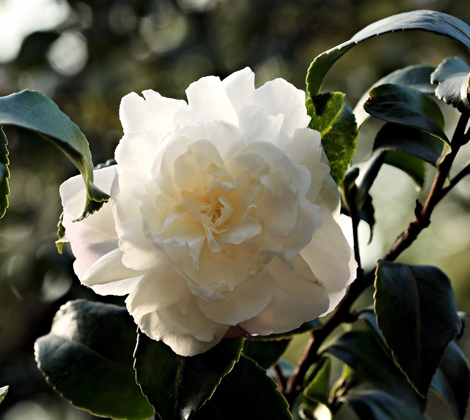 camelia