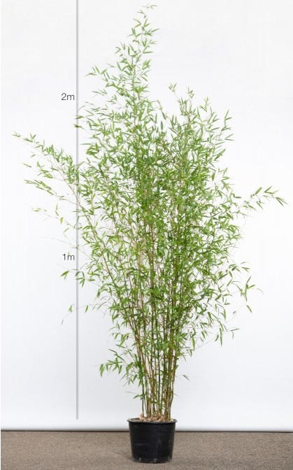 bambou-phyllostachys-aurea
