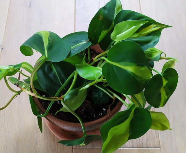 philodendron-scandens-brazil