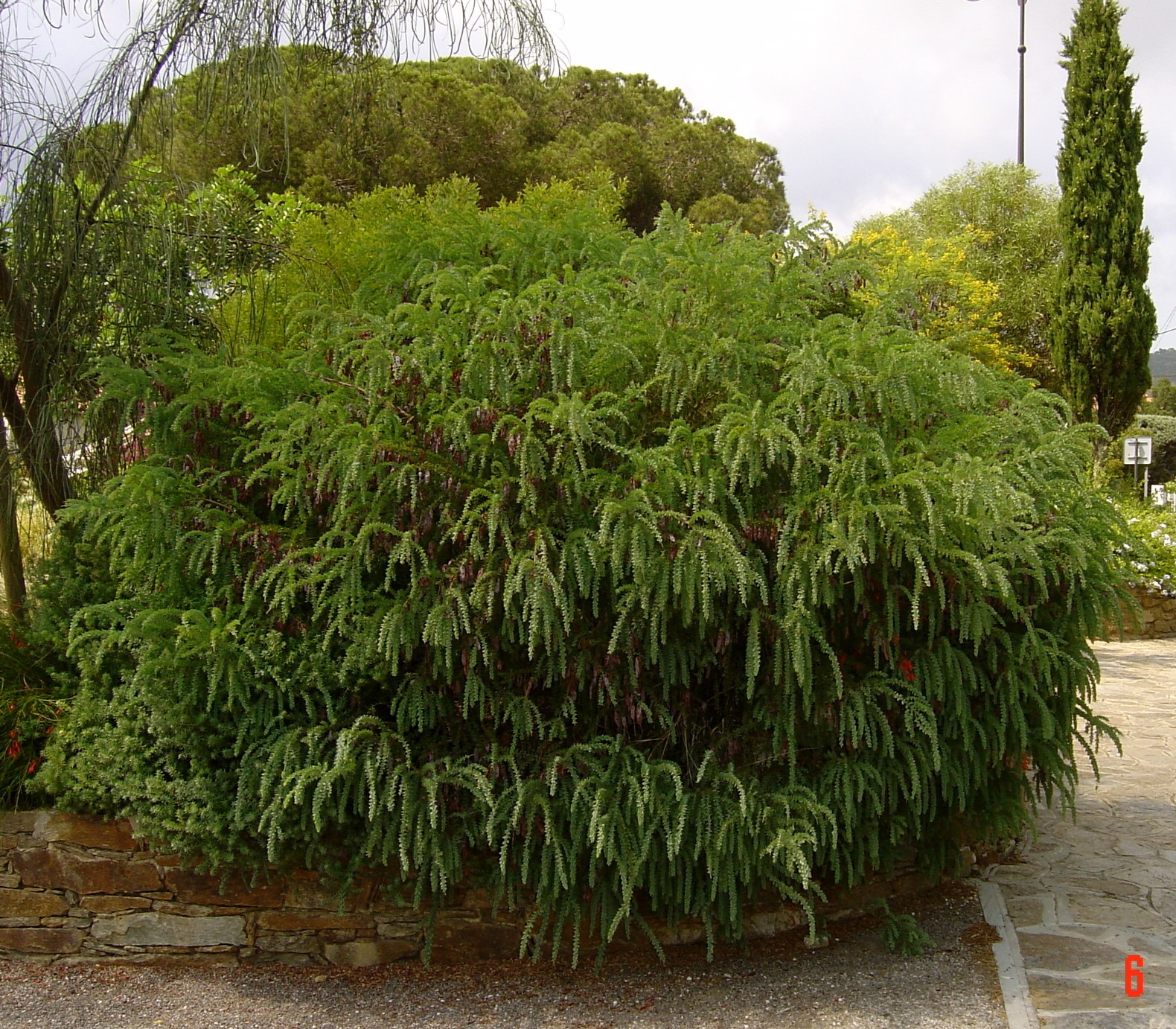 acacia-vestita-sainte-helene- (1)