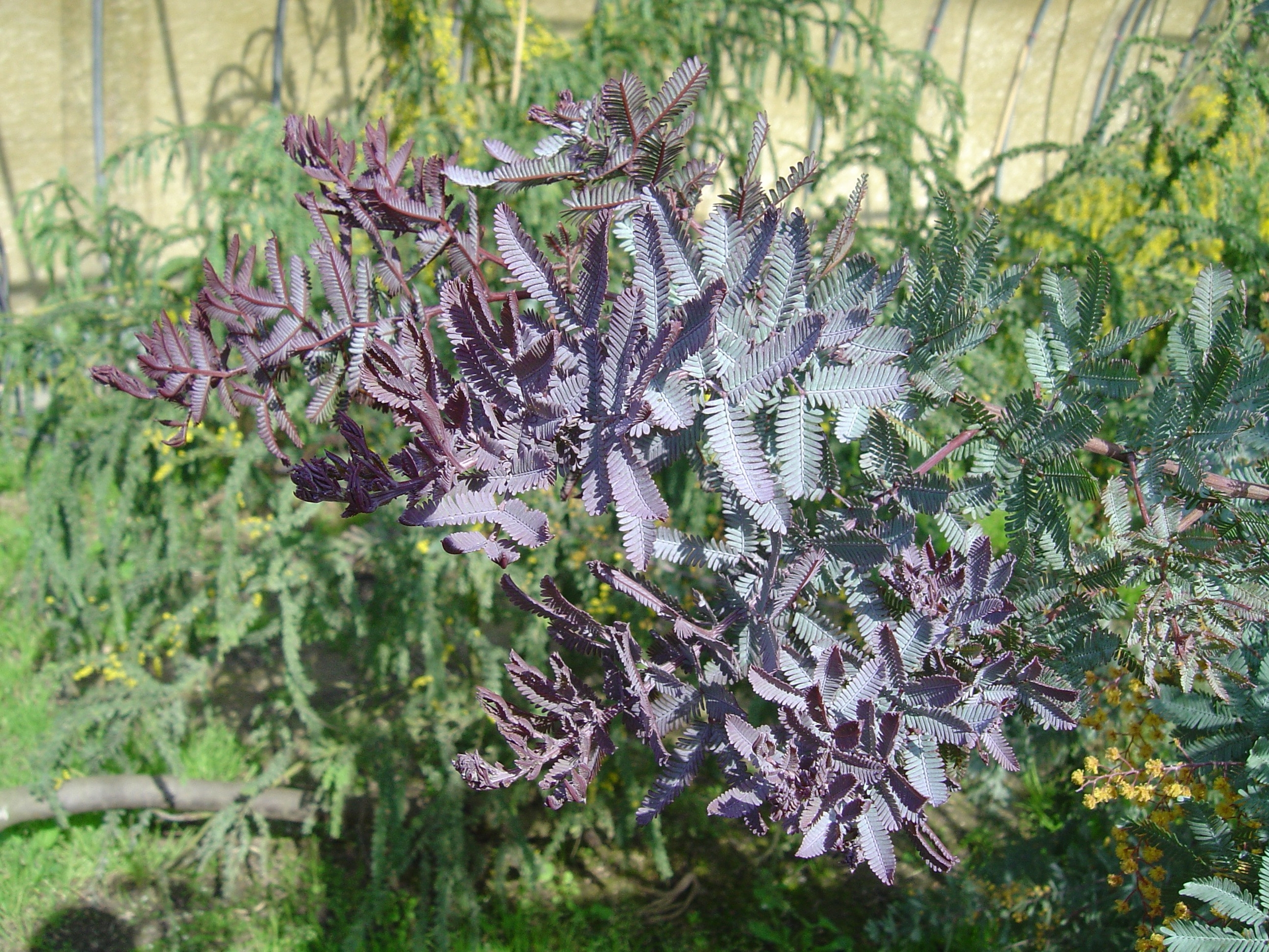 acacia-baileyana-purpurea- (3)