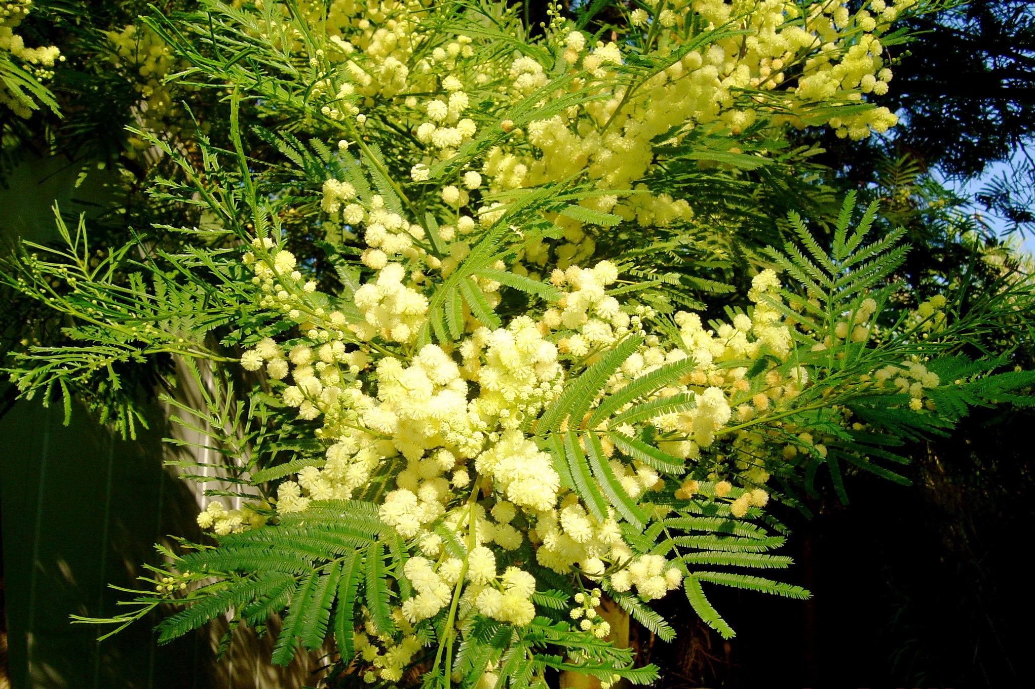 acacia-parramattensis (2)