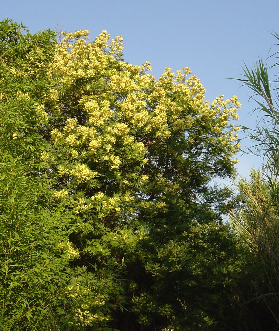 acacia-parramattensis