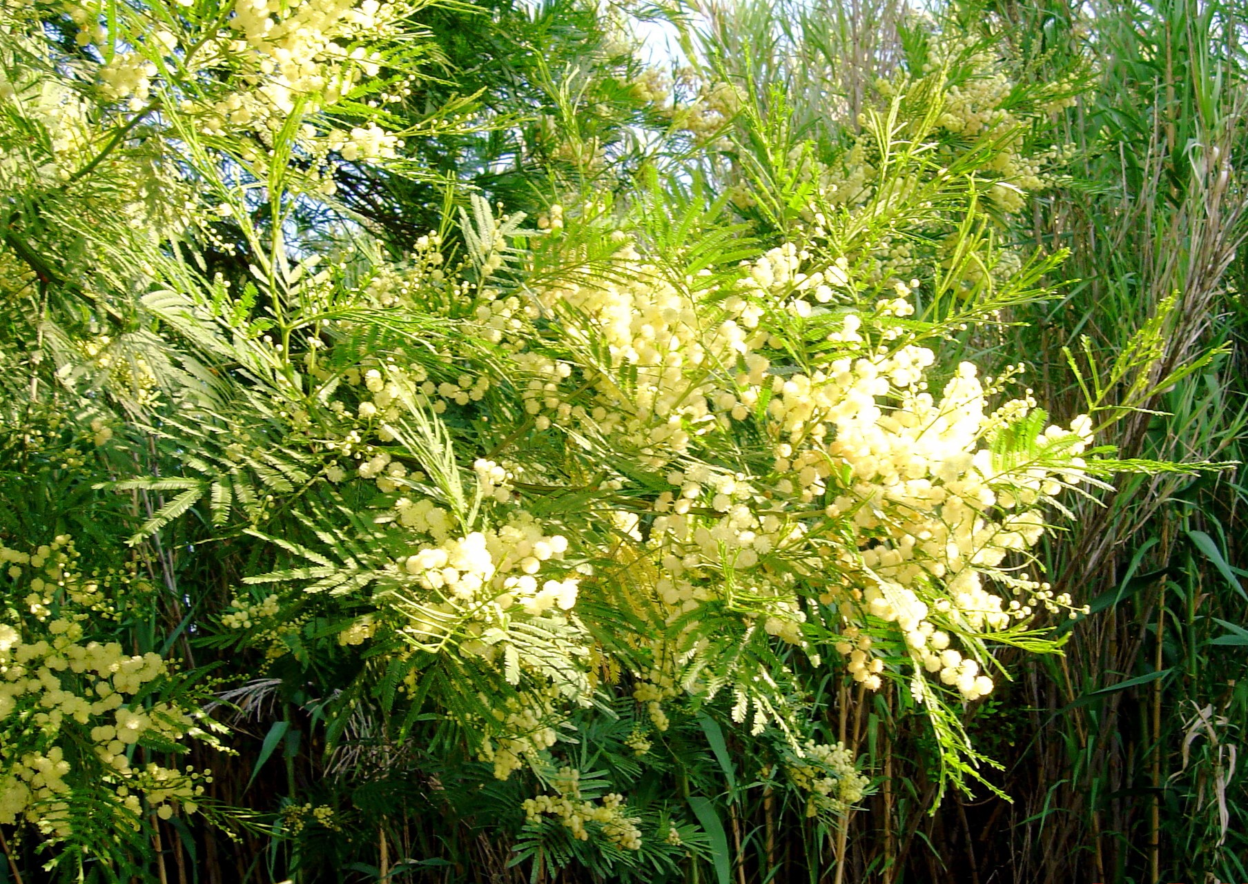 acacia-parramattensis (1)