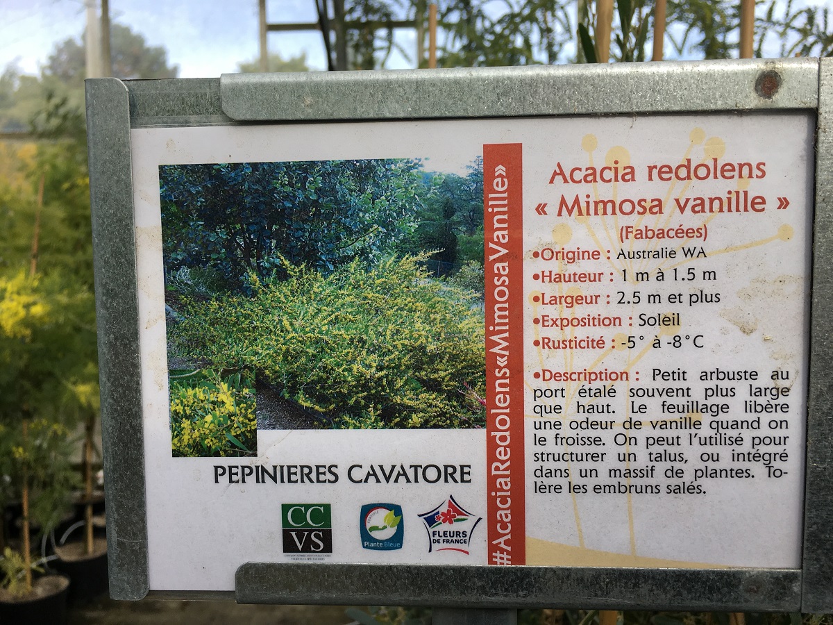 Mimosa - Acacia Redolens Vanille (1)