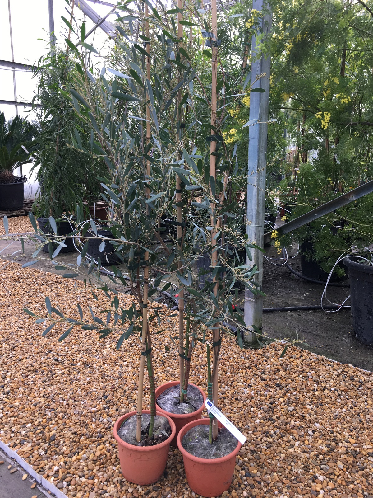 Mimosa - Acacia Redolens Vanille (3)
