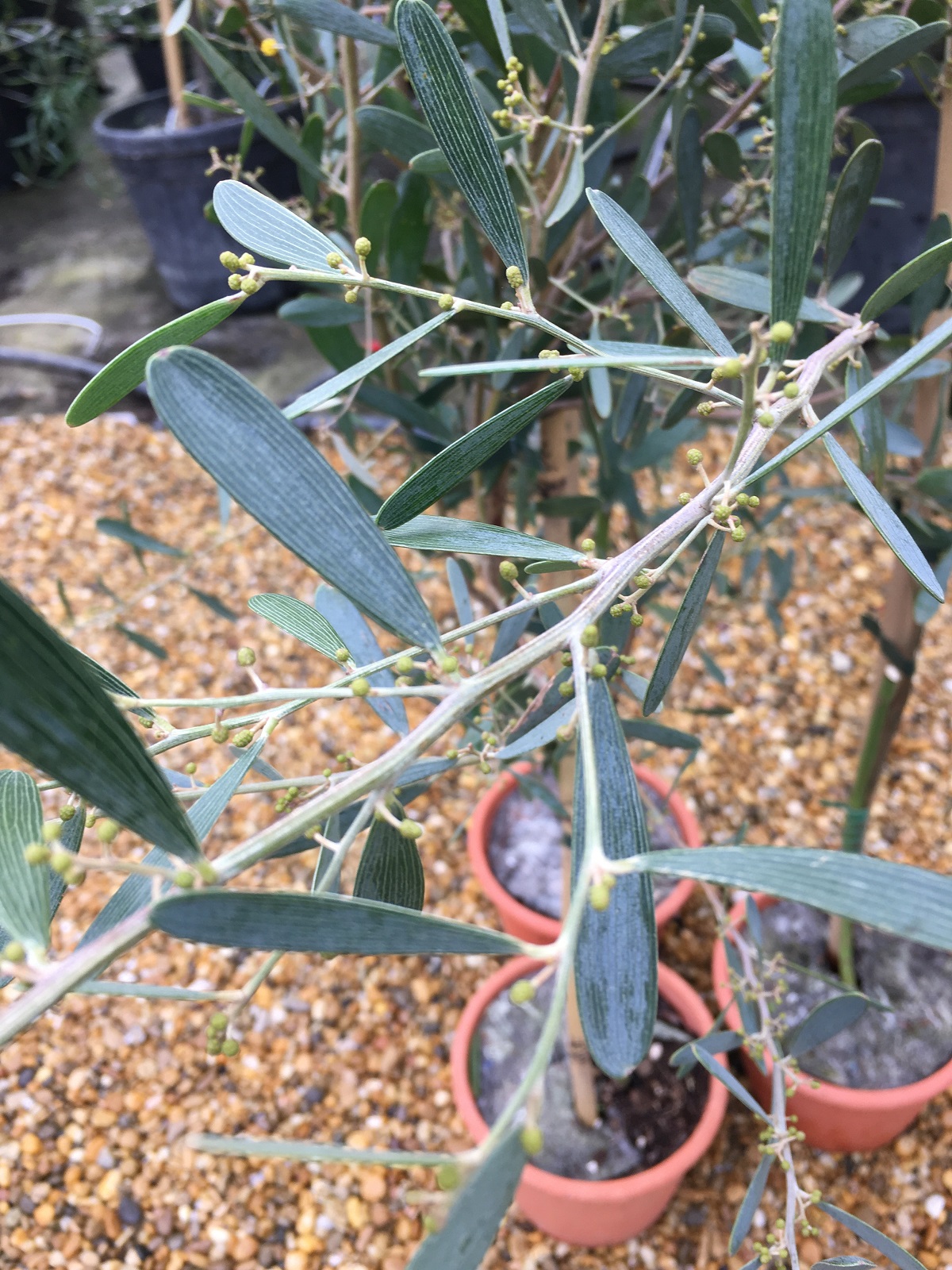 Mimosa - Acacia Redolens Vanille (5)