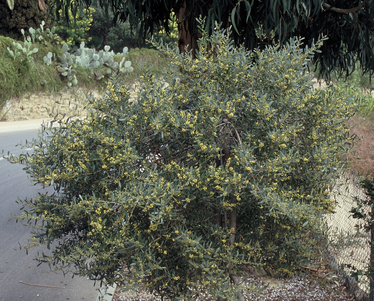 acacia-redolens (2)