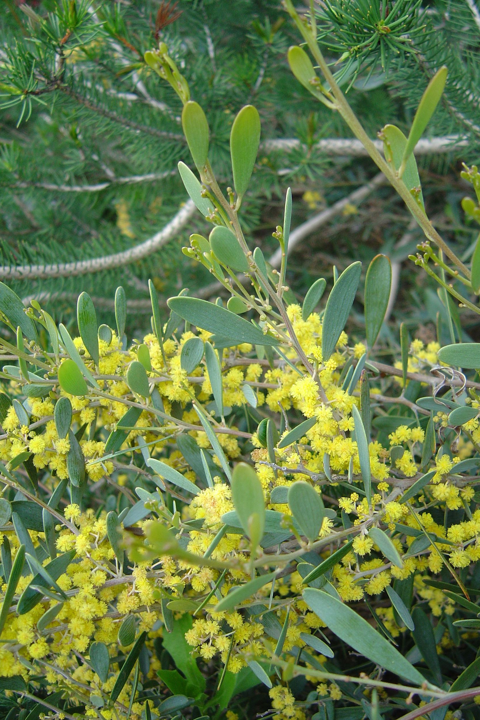 acacia-redolens (1)