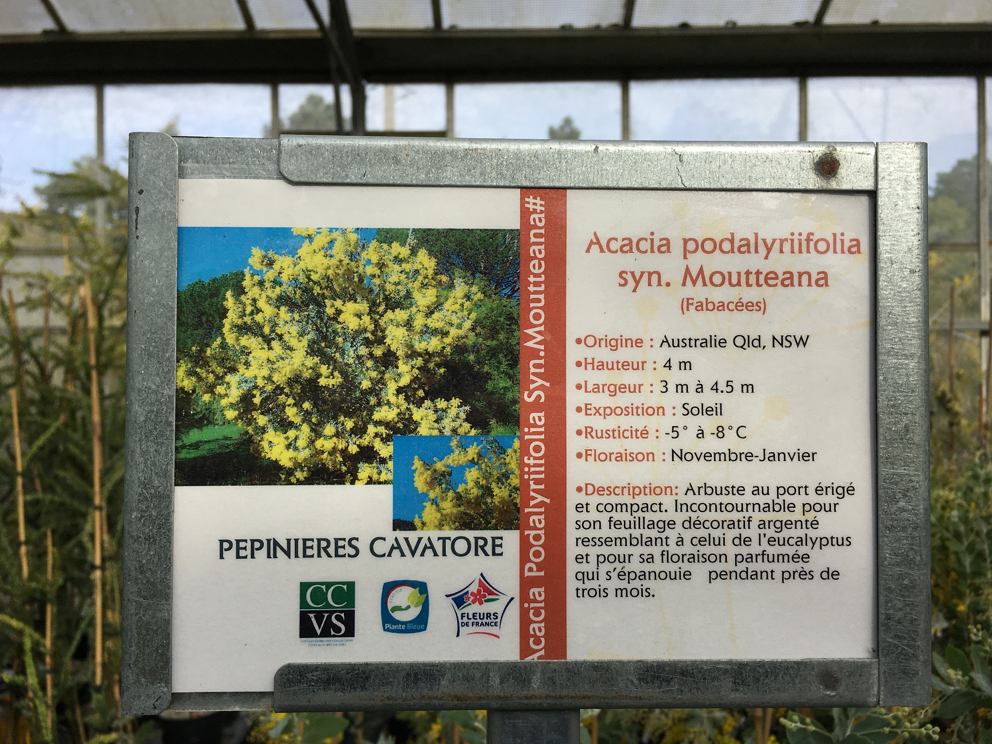 Mimosa - Acacia podalyriifolia2 (3)